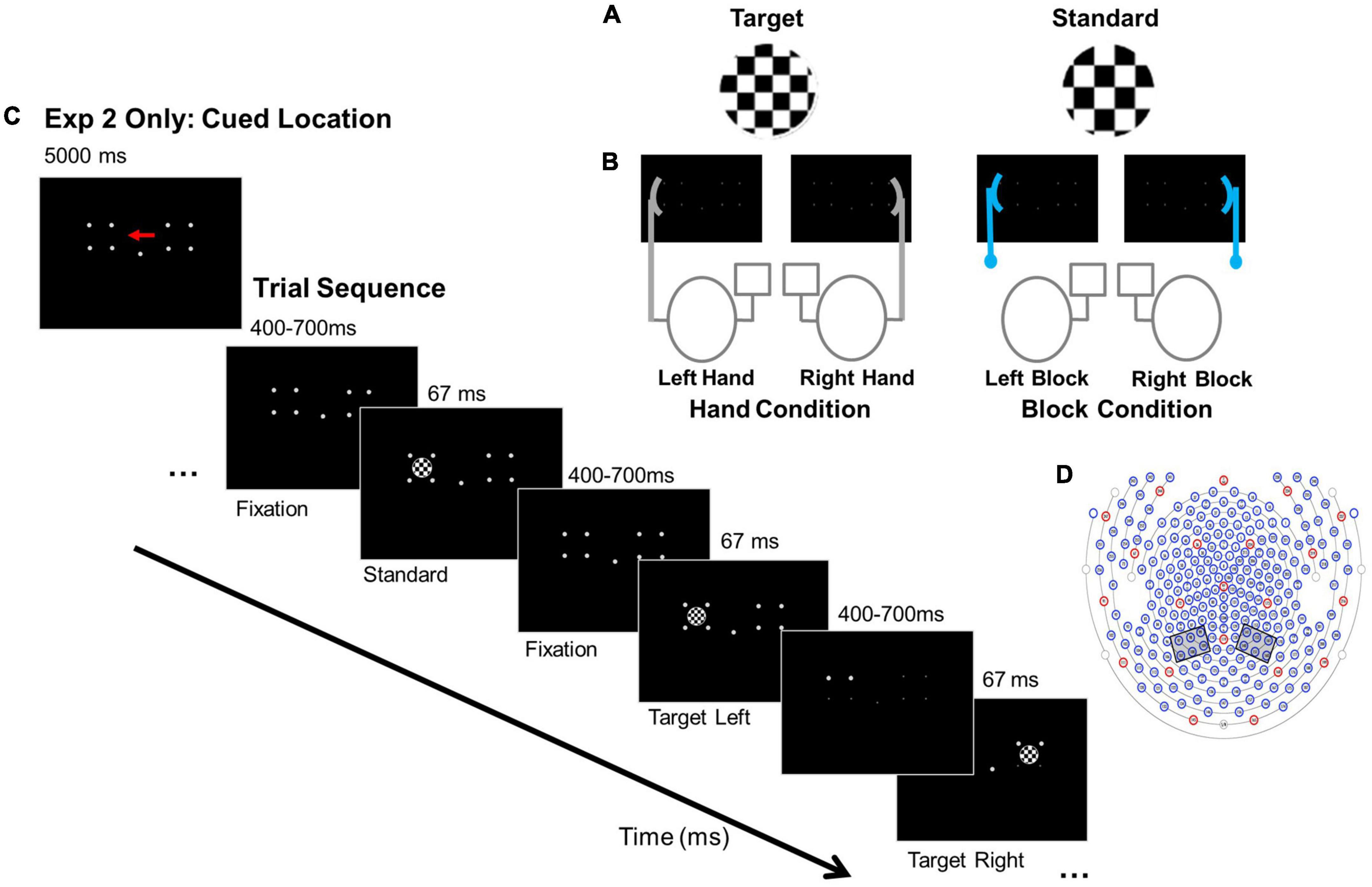 Does hand position affect orienting when no action is required? An electrophysiological study